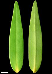 Veronica ligustrifolia. Leaf surfaces, adaxial (left) and abaxial (right). Scale = 10 mm.
 Image: W.M. Malcolm © Te Papa CC-BY-NC 3.0 NZ